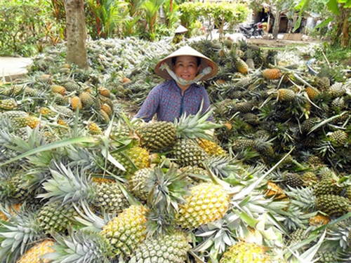 Trồng dứa xuất khẩu theo tiêu chuẩn VietGAP 